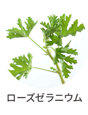 ローズゼラニウム