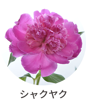 シャクヤク