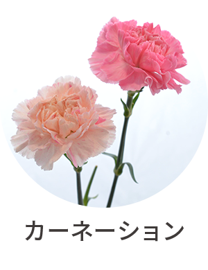 カーネーション