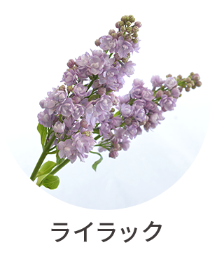 ライラック