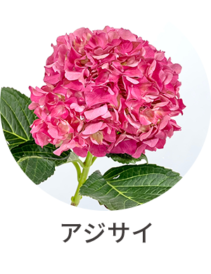 アジサイ