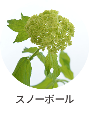 スノーボール
