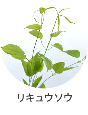 リキュウソウ