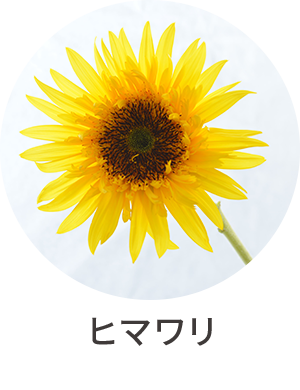 ヒマワリ