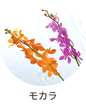 モカラ