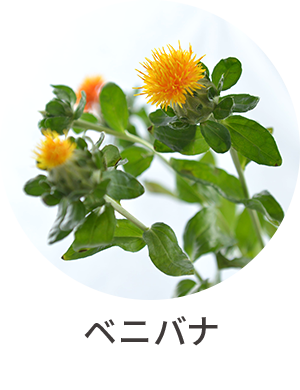 ベニバナ