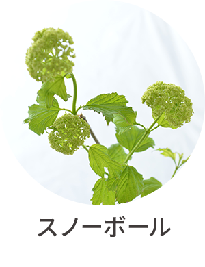 スノーボール