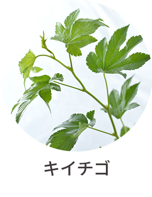 キイチゴ