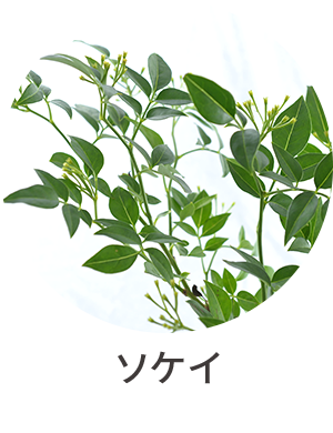 ソケイ