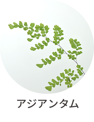 アジアンタム
