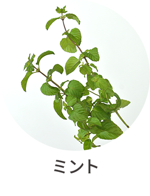 ミント