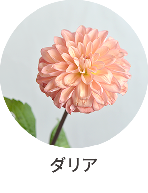 ダリア