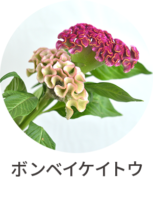 ボンベイケイトウ