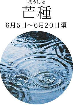 芒種(6月5日~6月20日頃)