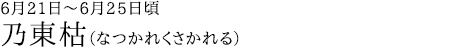 乃東枯（なつかれくさかれる）6月21日～6月25日頃