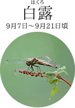 白露(はくろ)9月7日~9月21日頃