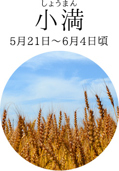 小満(5月21日~6月4日頃)
