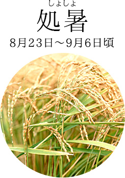 処暑(しょしょ)8月23日~9月6日頃