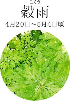 穀雨(4月20日~5月4日頃)