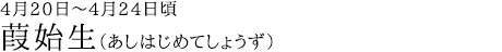 葭始生（あしはじめてしょうず）4月20日～4月24日頃