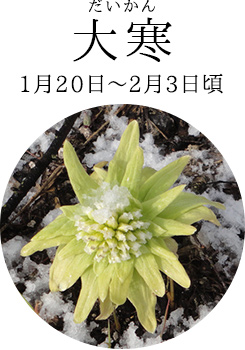 大寒(1月20日~2月3日頃)