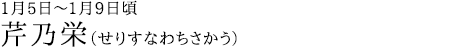 芹乃栄（せりすなわちさかう）1月5日～1月9日頃
