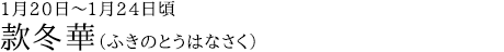 款冬華（ふきのとうはなさく）1月20日～1月24日頃