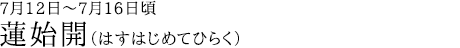 蓮始開（はすはじめてひらく）7月12日～7月16日頃