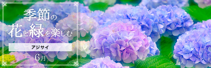 自宅で楽しむ 季節の花と緑を楽しむ 6月 アジサイ｜フラワーギフト通販
