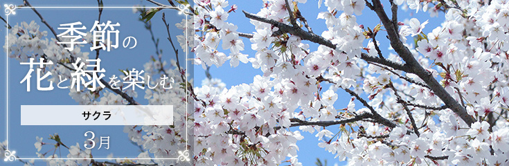 自宅で楽しむ 季節の花と緑を楽しむ 3月 サクラ｜フラワーギフト通販