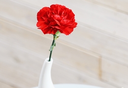 カーネーションの花