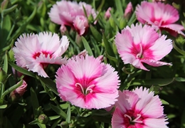 ナデシコの花