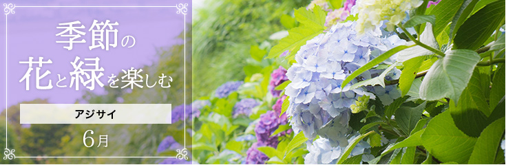 自宅で楽しむ 季節の花と緑を楽しむ 6月 アジサイ｜フラワーギフト通販