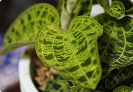 葉を楽しむジュエルオーキッド
