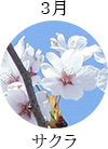 3月サクラ