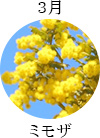 3月ミモザ