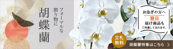 法人のお客様へ　胡蝶蘭特集