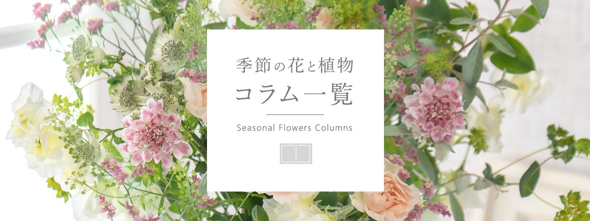 季節の花と植物のコラム