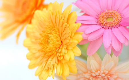 ガーベラの花