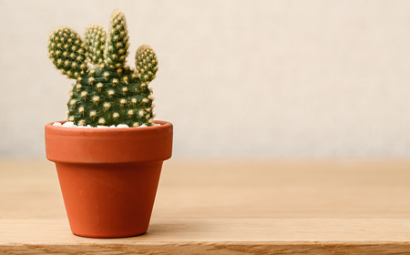 ちいさなサボテン鉢