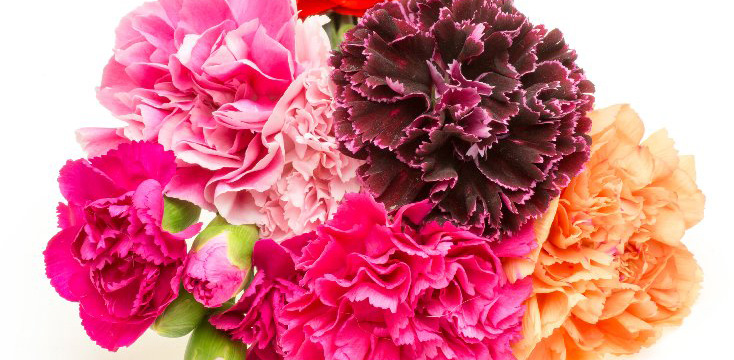 カーネーションの花言葉とは？色で意味が違う？母の日にカーネーションを贈る理由も
