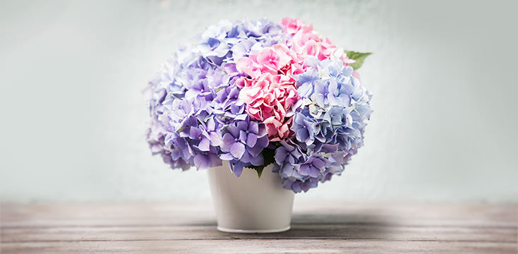 母の日に贈りたいあじさい（紫陽花）の花言葉と種類