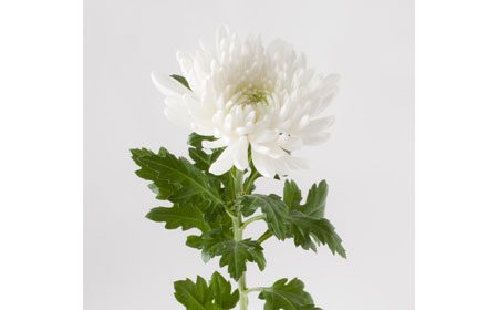 白い菊