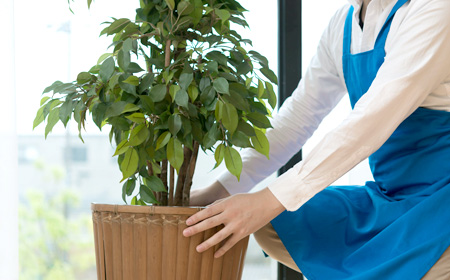 観葉植物を手入れ