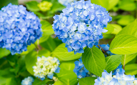 紫陽花(あじさい)