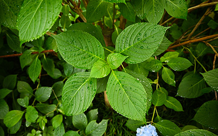 アジサイ（紫陽花）の葉の特徴