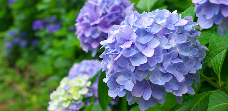 アジサイ(紫陽花)の基本的な育て方・日々のお手入れ方法、増やし方などを徹底解説！