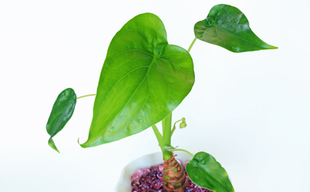 観葉植物「クワズイモ」