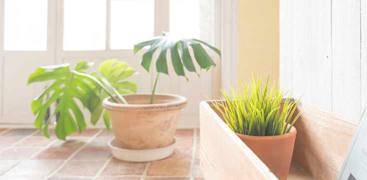 新生活に緑と癒やしをプラス！インテリア用観葉植物の飾り方・置き方