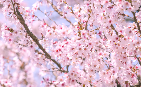 野生の山桜